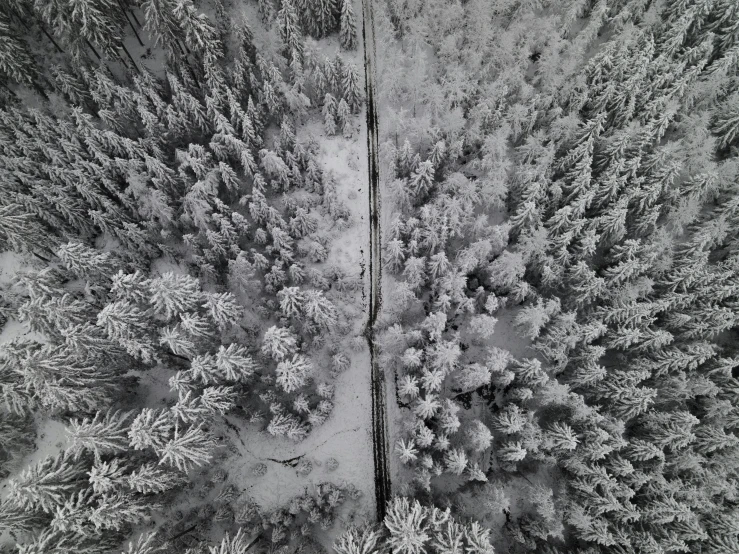 an aerial view of a forest covered in snow