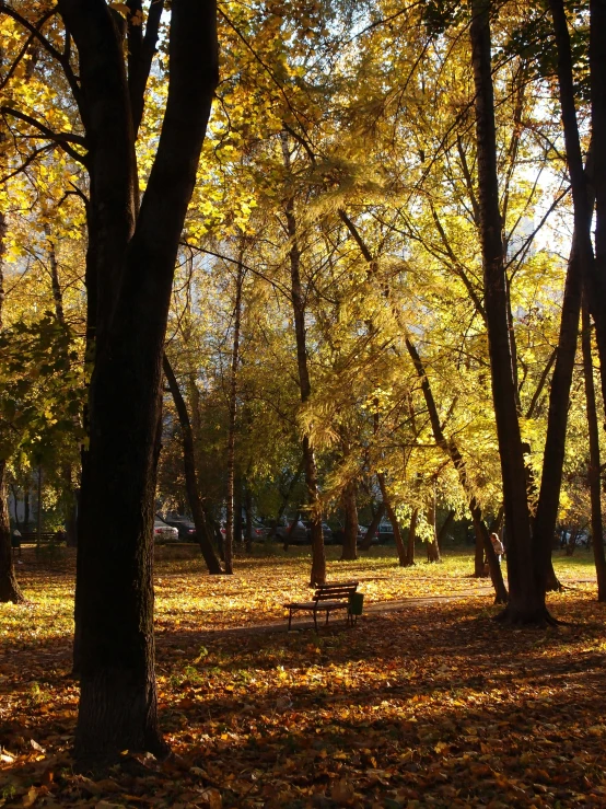 a park bench in the middle of a forest with many leaves on the ground