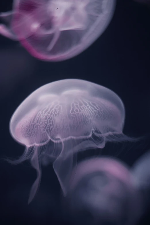 the jellyfish is swimming on top of a blue liquid drop