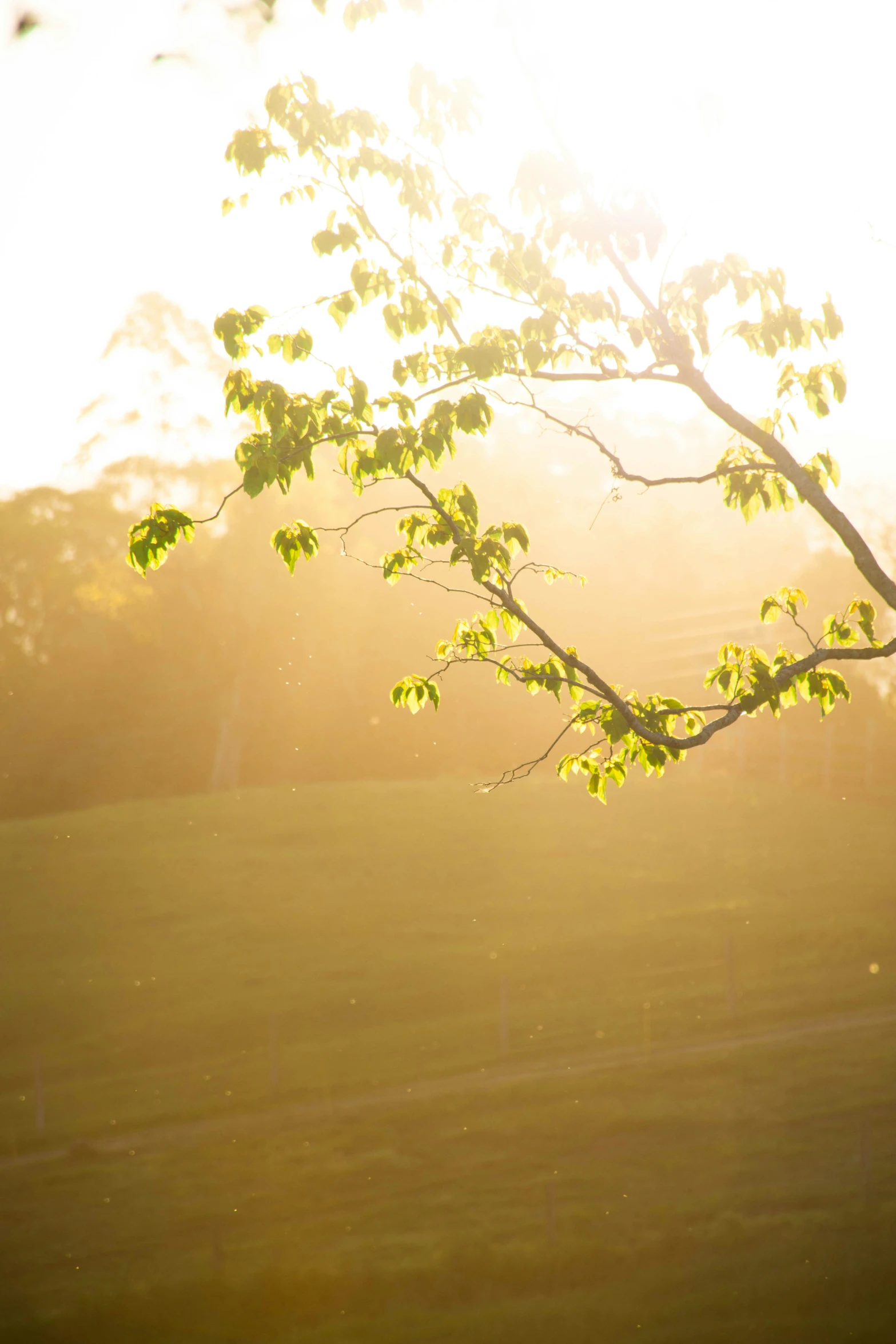 the sun shines bright over a lush green field