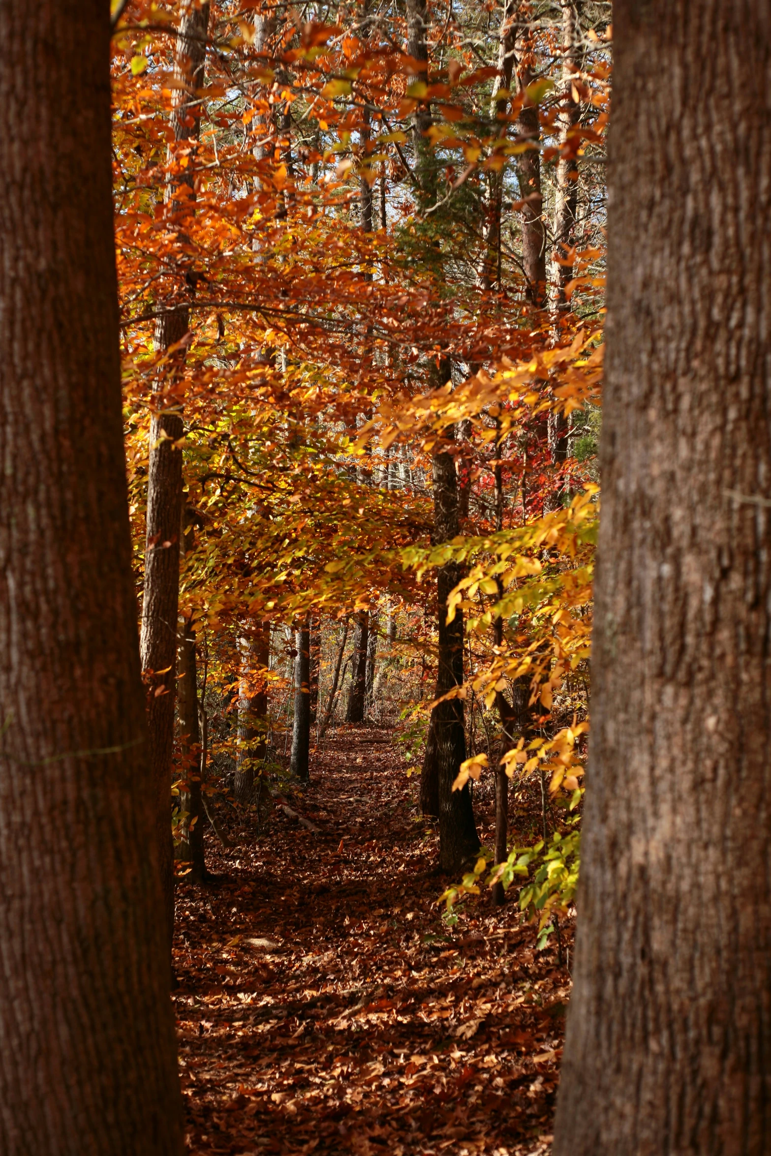 the forest's leaves are turning colors as they stand in autumn