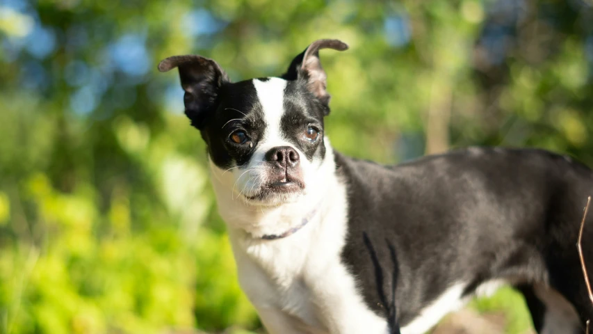 a black and white small dog with a sad look on his face