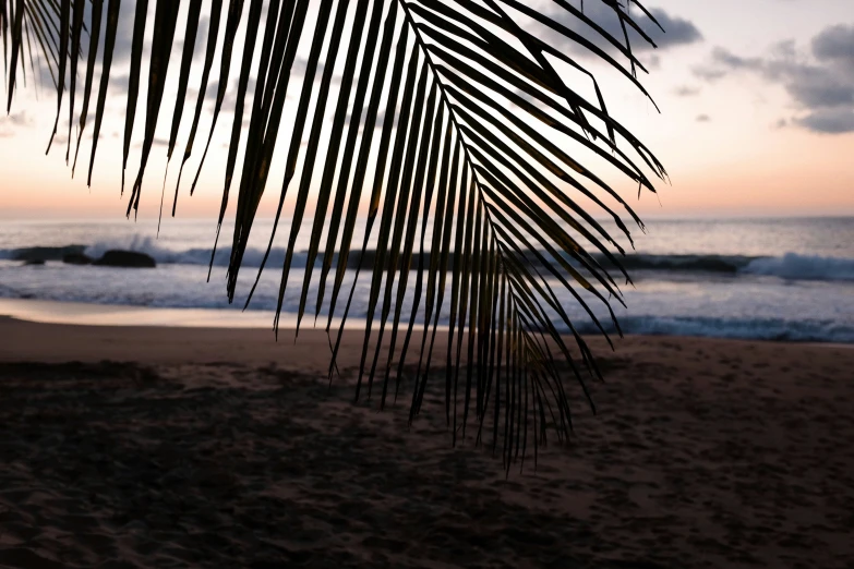 a palm leaf hangs in the wind near the beach