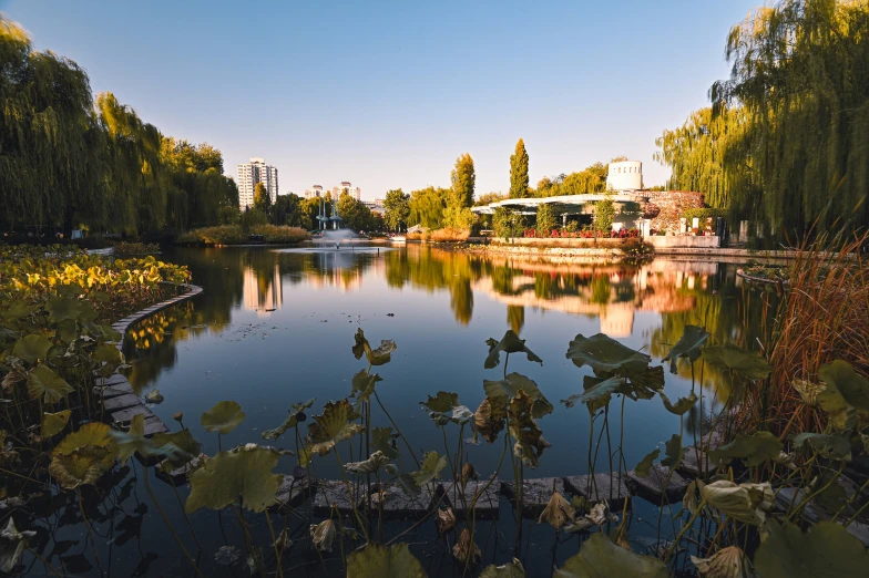 a pond surrounded by trees and other greenery