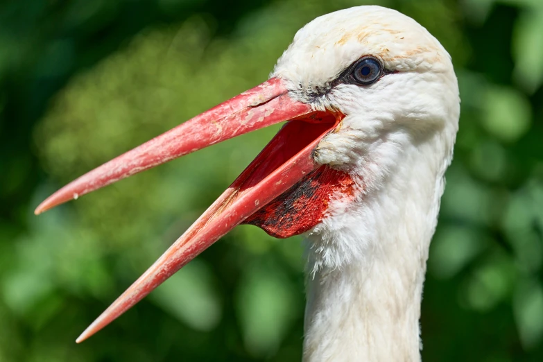 the head and neck of a white bird with red beak