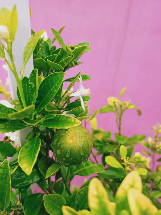 a fruit growing on a plant with green leaves