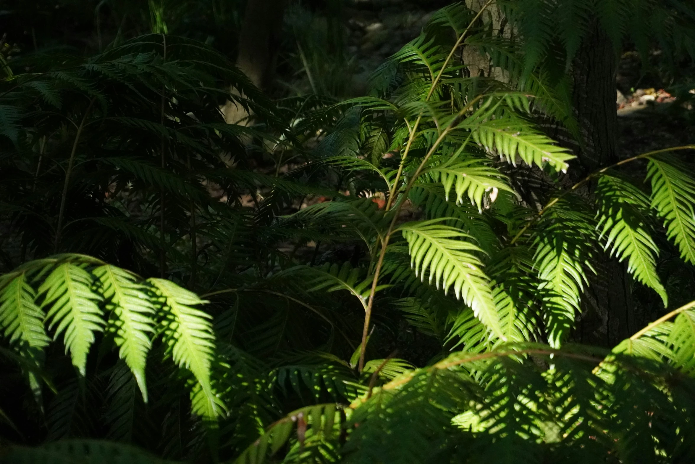 some very green trees in the woods