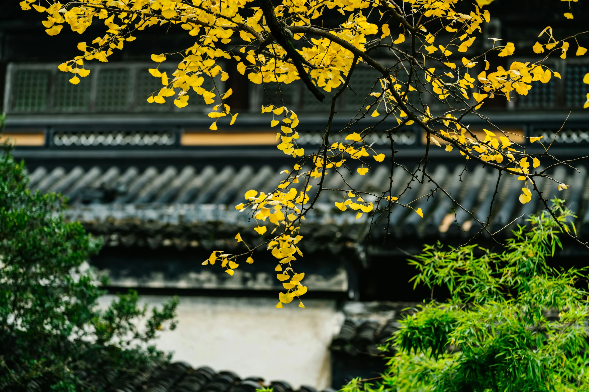 a yellow tree with leaves near asian houses