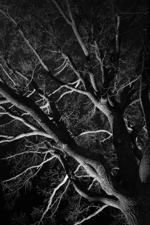 two white trees are shown against a black background