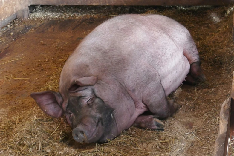 a little pig that is laying down in the dirt