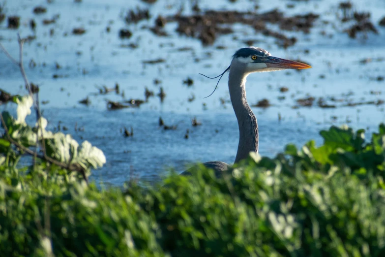 bird standing next to grass and water with trees near by