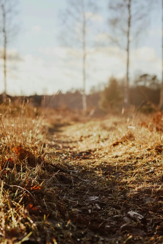 a grassy path through the woods next to many trees