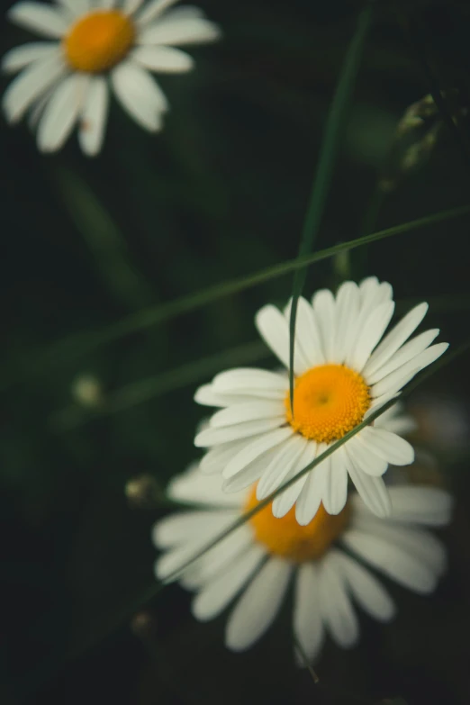 several daisies sitting on top of a green stalk