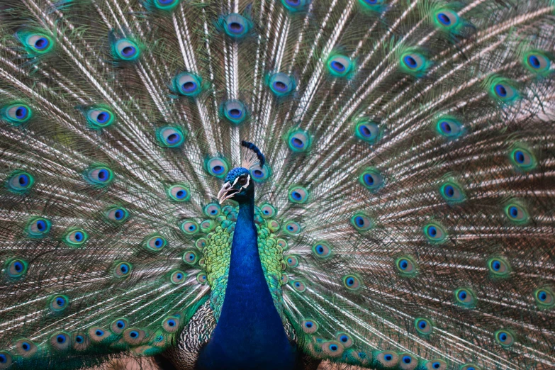 a beautiful blue peacock with its feathers spread