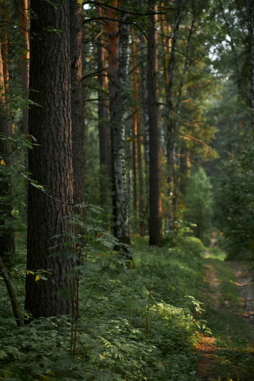 a lush, green forest with trees and dirt path