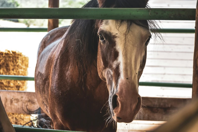 a horse is standing in an enclosed area with hay