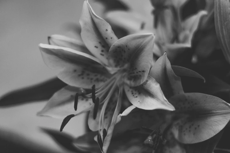 black and white po of a flower