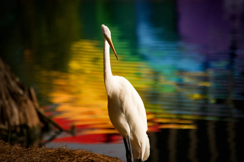 the white crane stands tall in front of the water