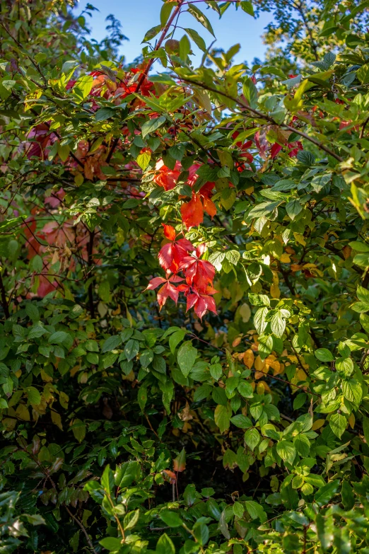 red flowers and green leaves against the sun shining