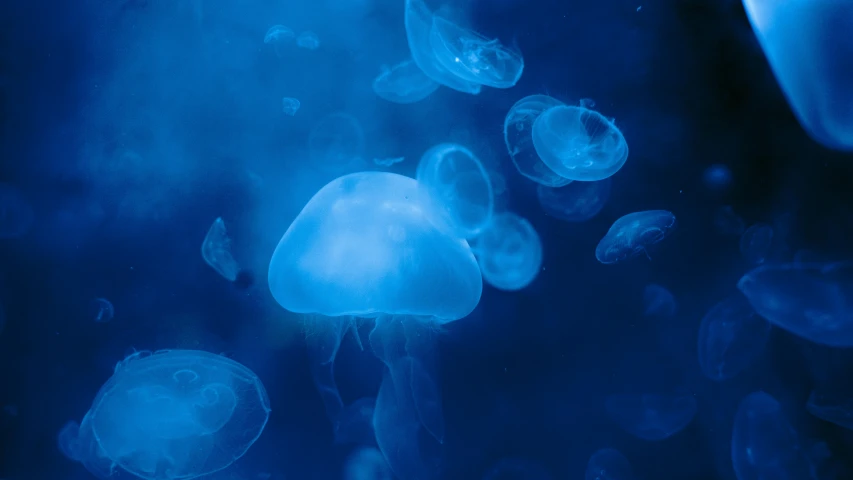 a blue water filled with jellyfish under water