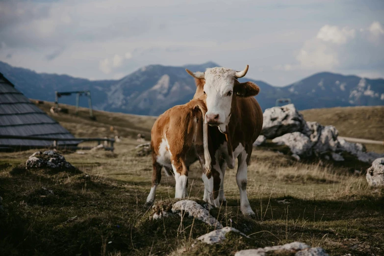 a brown and white cow standing on a grassy hill top