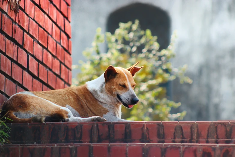 a dog that is laying down on some bricks