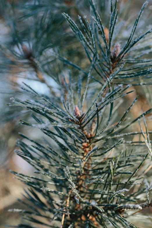 a close up of some pine tree nches