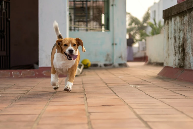 a brown and white dog running across a brick walkway