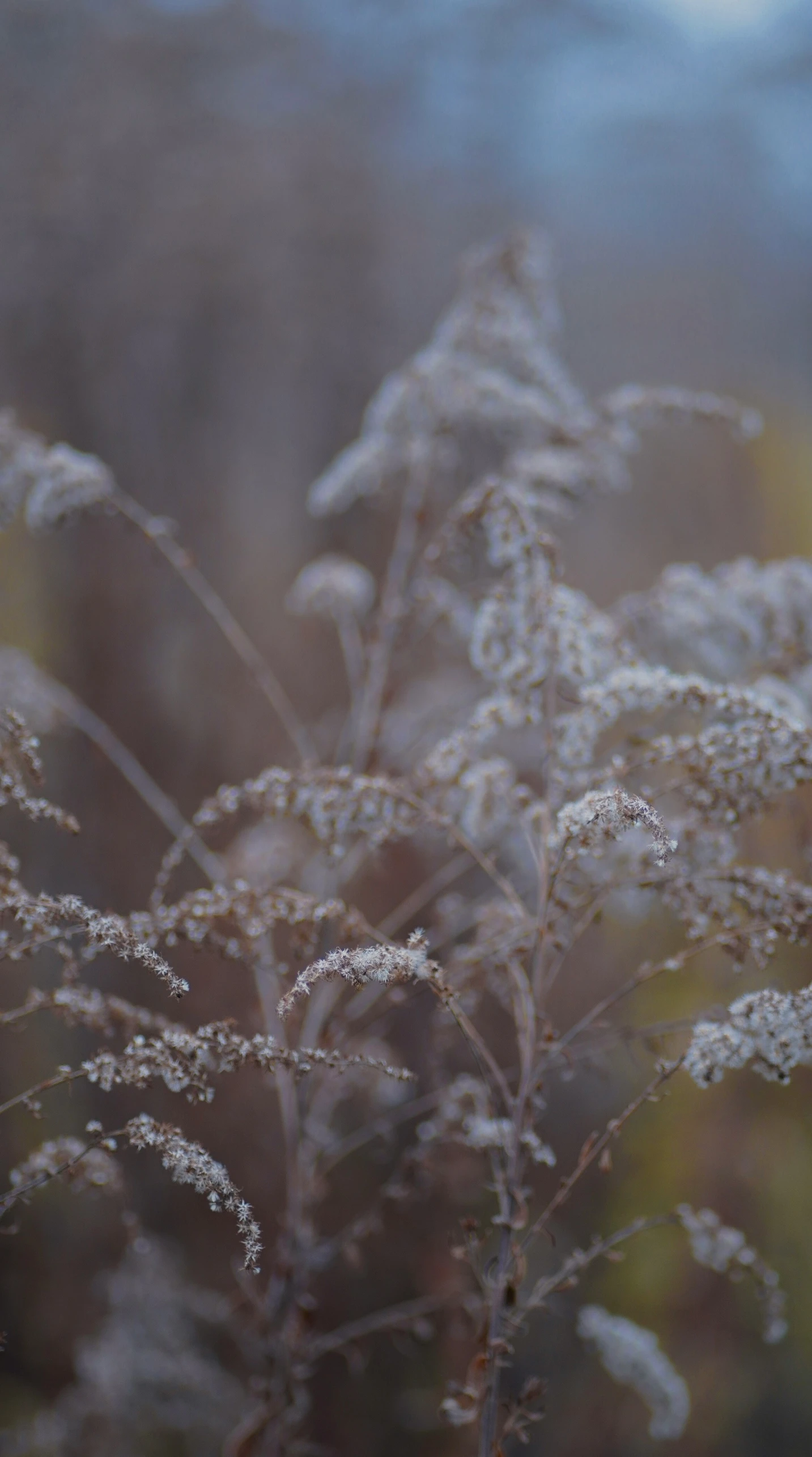 some white flowers and grass on a field