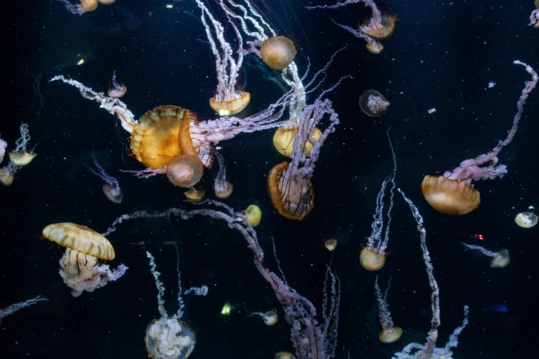 a bunch of jelly fish floating in water