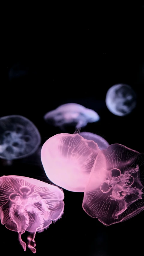 three jellyfish that are swimming in the water