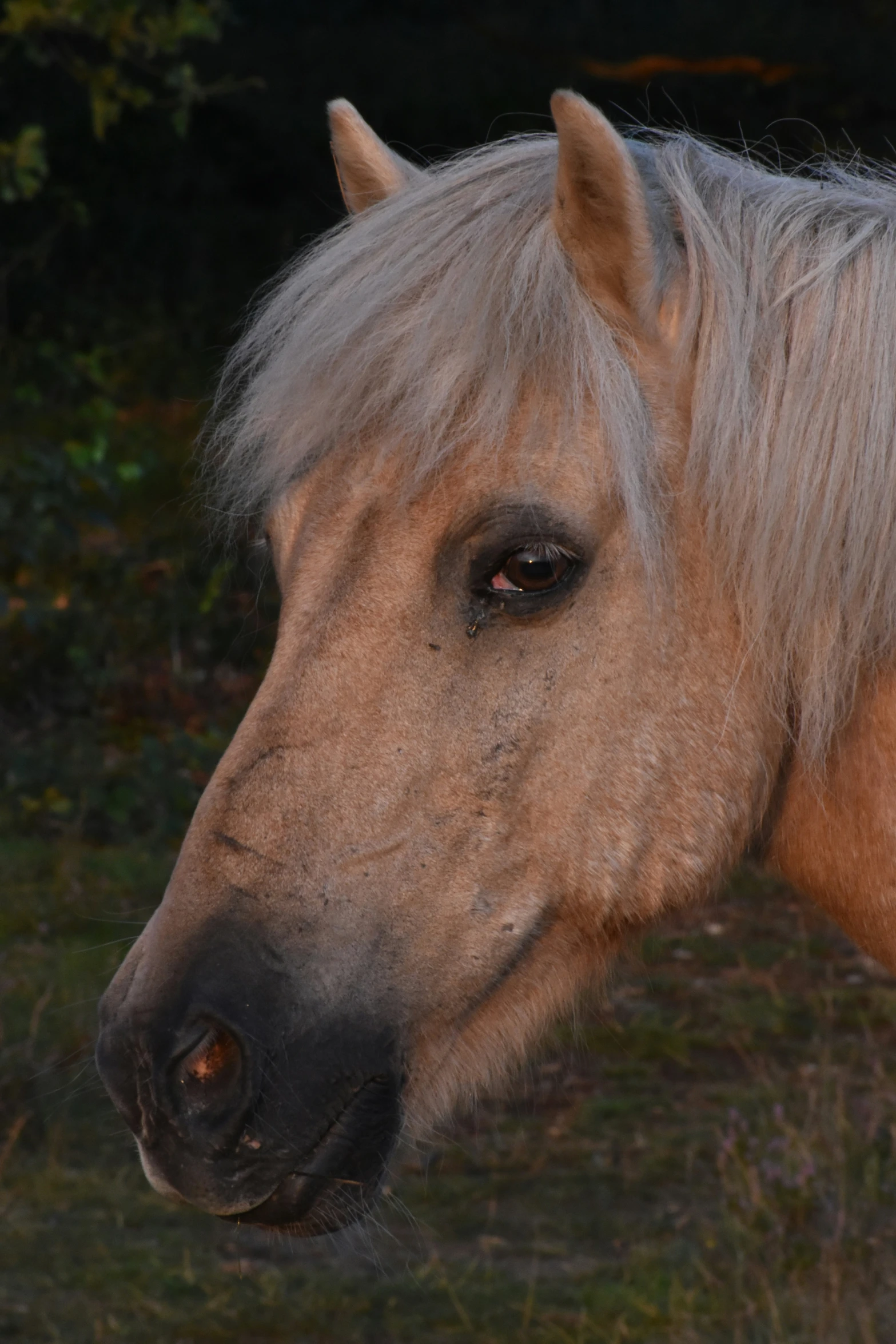 a horse with grey hair standing next to some trees