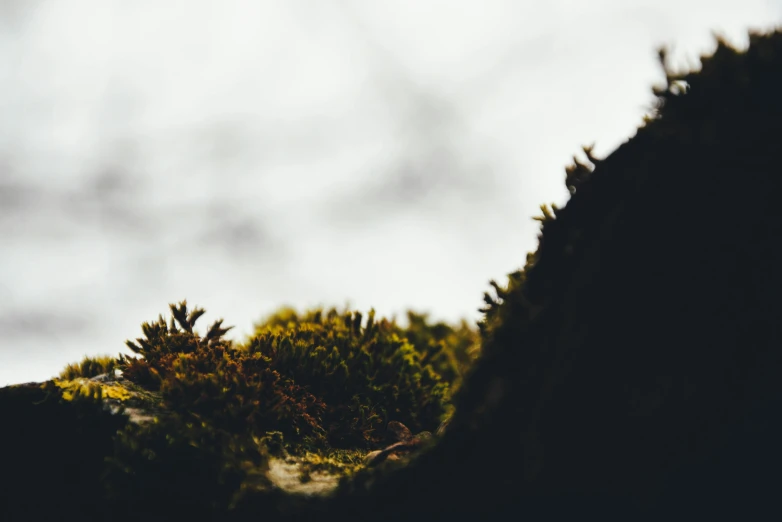 a small amount of green bushes on the ground