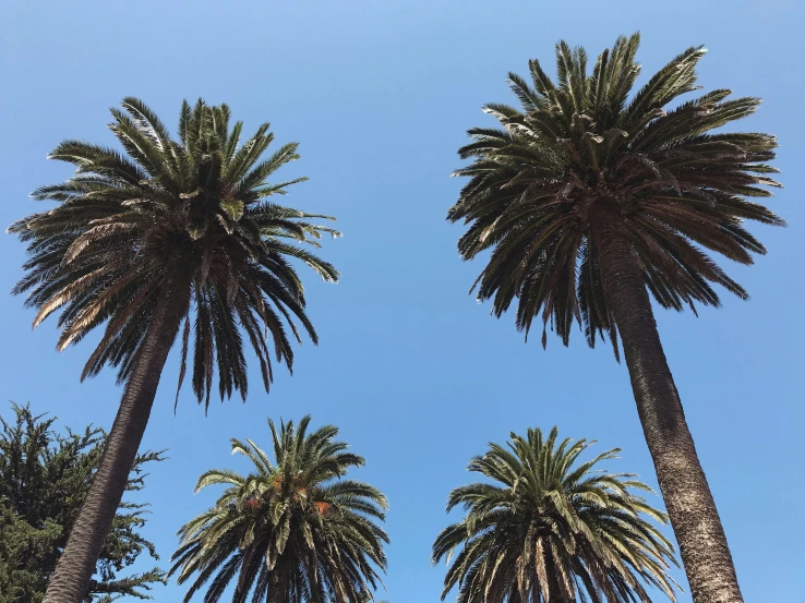 two palm trees facing each other against a blue sky