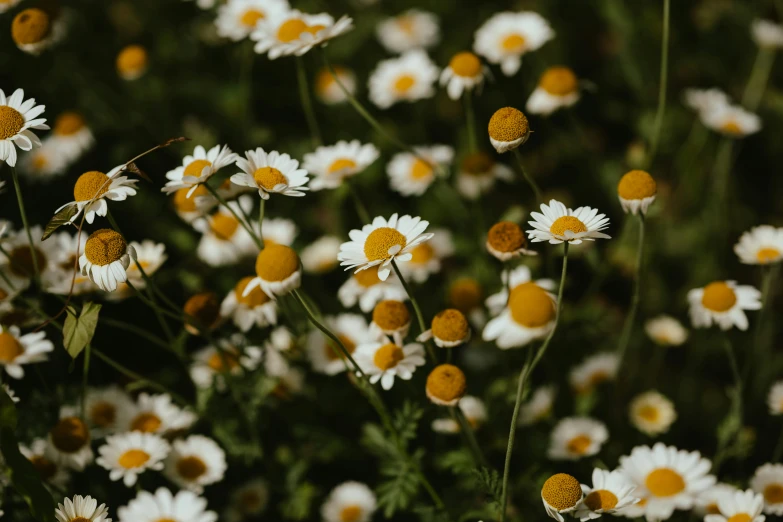 white and yellow daisies with long green stems