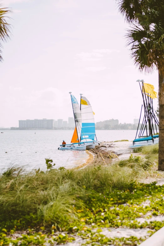 sailboats out on the water next to palm trees