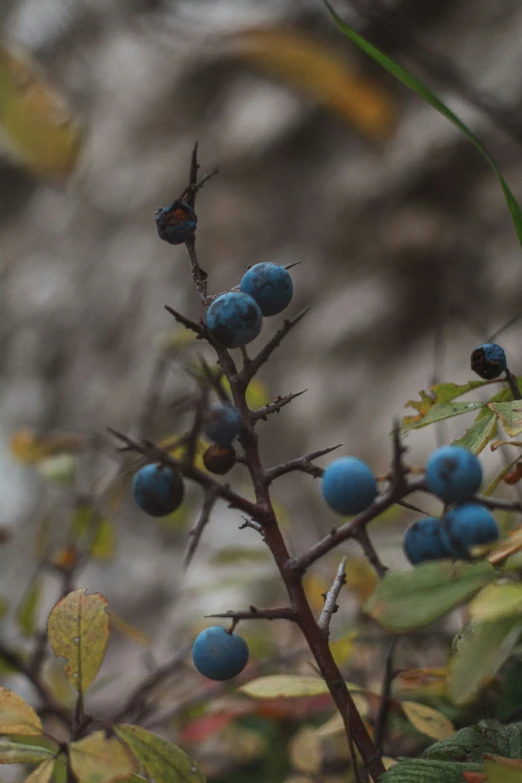 some blue berries that are growing on the bush