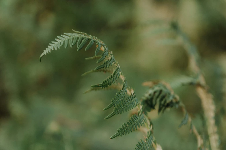 a close - up of green plants with long slender, thin leaves