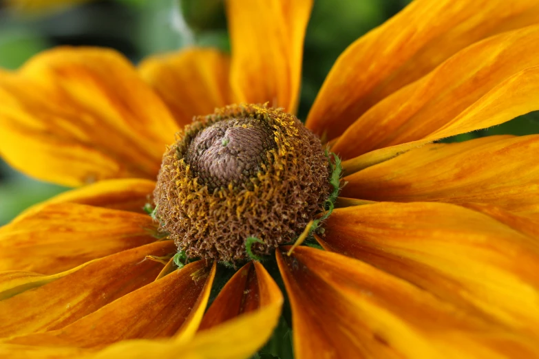 the center of an orange flower with pollen