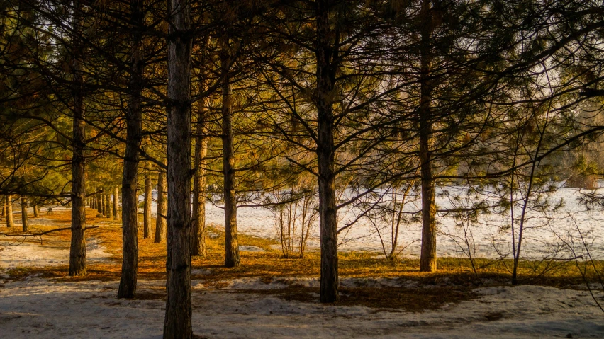 a forest scene with trees in the foreground and snow on the ground