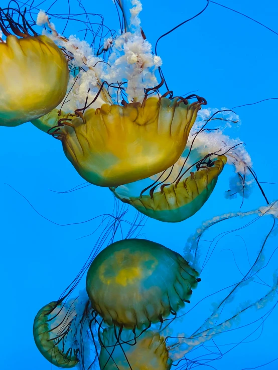 some blue and yellow jellyfish swimming in the water
