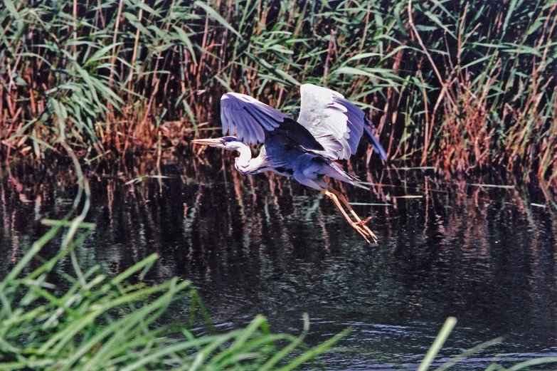 a great blue heron in flight over the water