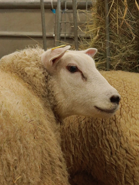 a sheep has its head down with another sheep in the background