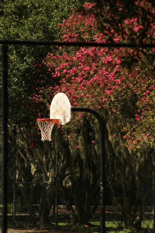 a basketball court with some flowering trees in the background