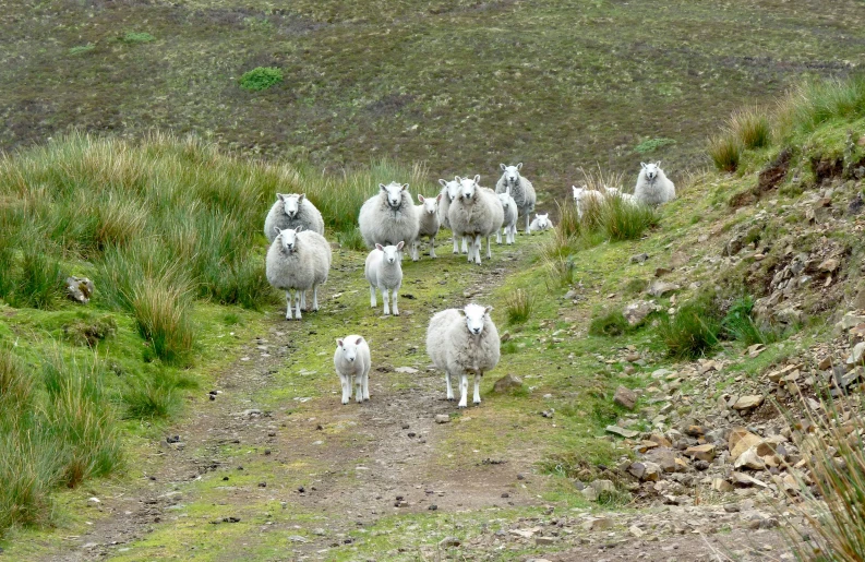 a herd of sheep that are on the side of a mountain