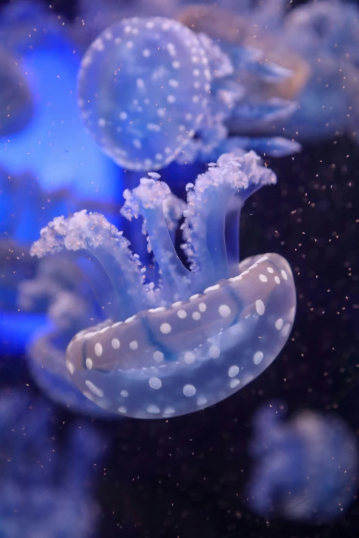 a close up of a jellyfish in an aquarium