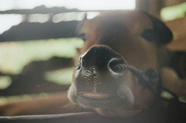 a dog is chewing on soing with its mouth