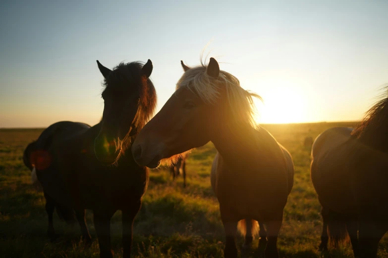 several horses standing in the grass at sunrise