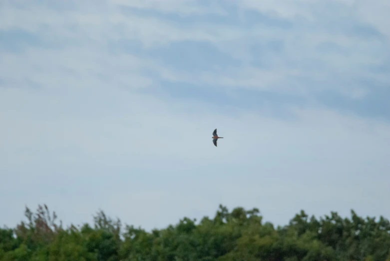 bird in flight next to evergreen covered tree line