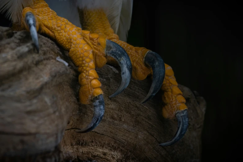 large white eagle standing on rock with five claws spread out